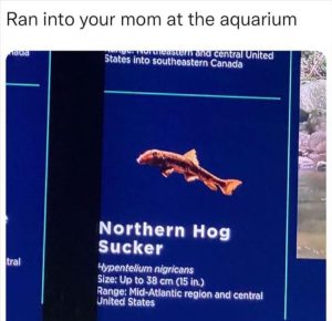 Stupid Bar Memes zsfuns135