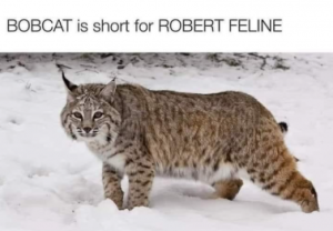 Stupid Bar Memes 13da3ae9a3ac1c3f