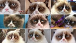 Stupid Bar Memes 190517205316s02srenderedsgrumpyscats