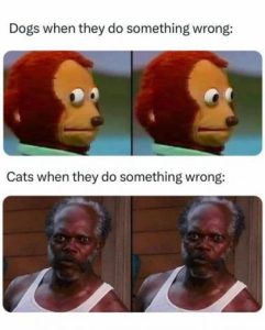 Stupid Bar Memes 1d4e6c56e852a235