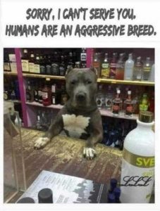 Stupid Bar Memes 20225f30835ff846