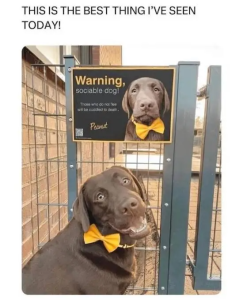 Stupid Bar Memes 2Rl2KPM