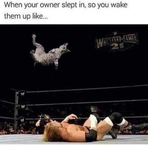 Stupid Bar Memes 3ce41a4864286e16