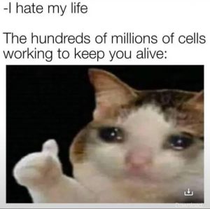 Stupid Bar Memes 4riOZjT