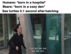 Stupid Bar Memes DOWwqpd