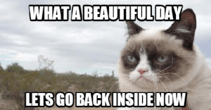 Stupid Bar Memes GrumpysCatsMemesImages e1696899305245