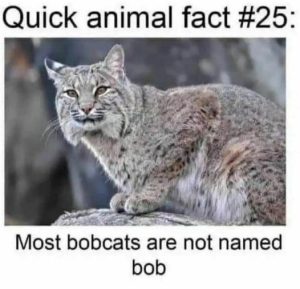 Stupid Bar Memes a63c03321a5175d4
