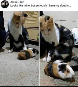 Stupid Bar Memes a79013c174362d8b