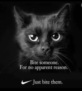 Stupid Bar Memes aVb8KQ8s460swp