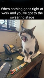 Stupid Bar Memes aVb8RqMs700b