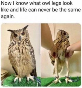 Stupid Bar Memes ae7b90c7fb640278