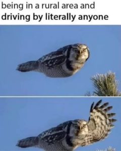 Stupid Bar Memes aeac015d8ae90930