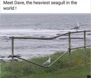 Stupid Bar Memes afed9f65ce49ac90