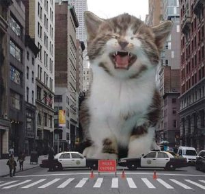 Stupid Bar Memes catzillas12