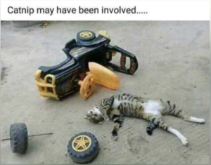 Stupid Bar Memes d576c2a7fc86e5c1