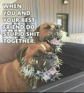 Stupid Bar Memes f3682fdd5b133efc