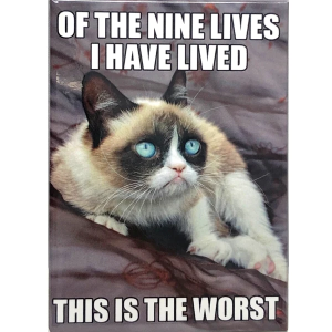 Stupid Bar Memes grumpysangryscatssfunnysanimalsmagnetsscandysfunhousesonlinescandysstores4