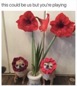 Stupid Bar Memes youreswantingsthisstosbesus
