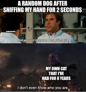 Stupid Bar Memes zsfunnys179