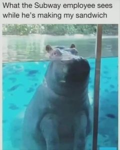 Stupid Bar Memes zsfunnys2s1