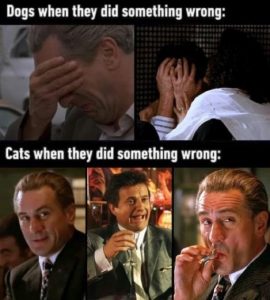 Stupid Bar Memes 15791cce254e4f03