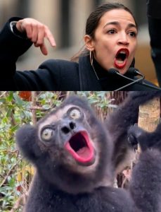 Stupid Bar Memes 2dcf4b9a44018df9