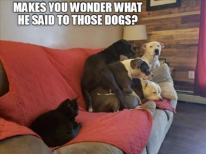 Stupid Bar Memes 57388d32e3fb7084