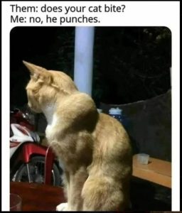 Stupid Bar Memes 594933150e31cbfe