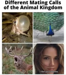 Stupid Bar Memes 6XcuncB