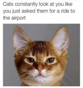 Stupid Bar Memes 8f85bd64f377ba7b