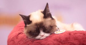 Stupid Bar Memes GrumpysCatsSleeping