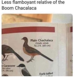 Stupid Bar Memes S61vFJm