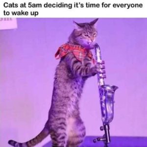 Stupid Bar Memes WMAs11s05s23s1s2