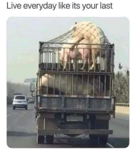 Stupid Bar Memes a2Kg6ees460swp