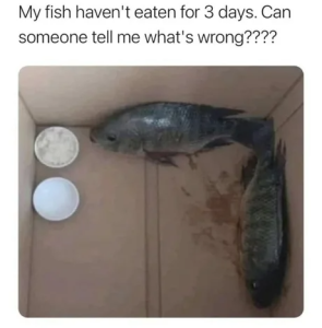Stupid Bar Memes a9qwGXLs460swp
