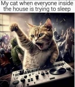 Stupid Bar Memes ce37ecc93a988790