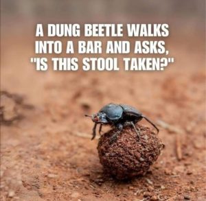 Stupid Bar Memes e2f7ef33c0cec706