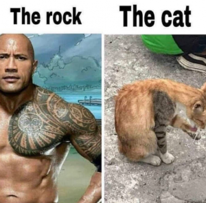 Stupid Bar Memes f9c14860bcc0ebe1