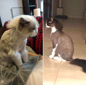 Stupid Bar Memes mullet cat15