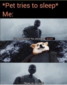 Stupid Bar Memes petstriesssleepsrevisbalokscongratulationssaresbeingslovedspleasesdosnotsresist