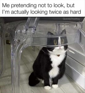 Stupid Bar Memes zsfuns48s1