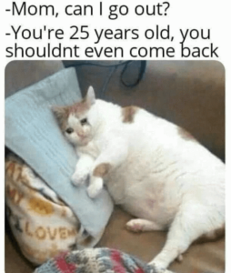 Stupid Bar Memes 336c5a48035706a9