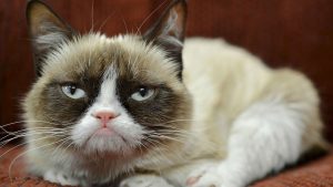 Stupid Bar Memes 427356s120814sapsgrumpyscats3simg
