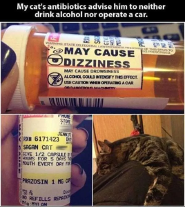 Stupid Bar Memes 65778ad8bdeac