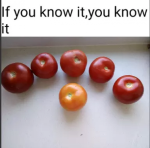 Stupid Bar Memes 769c84dd846a1e36