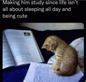 Stupid Bar Memes 8ca7deccf7ee3dc3