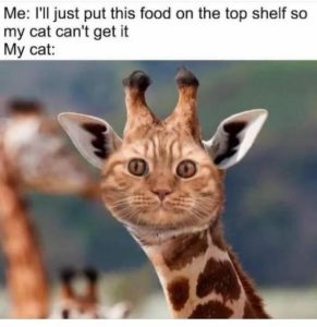 Stupid Bar Memes 96f939edb4808628