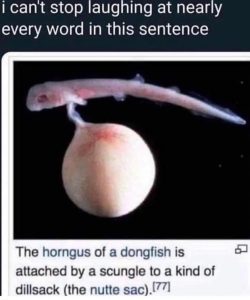 Stupid Bar Memes NdvLSXk