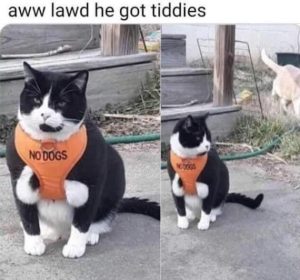 Stupid Bar Memes WMAs12s03s23s1s22