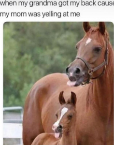 Stupid Bar Memes aa808d0fafb50fca